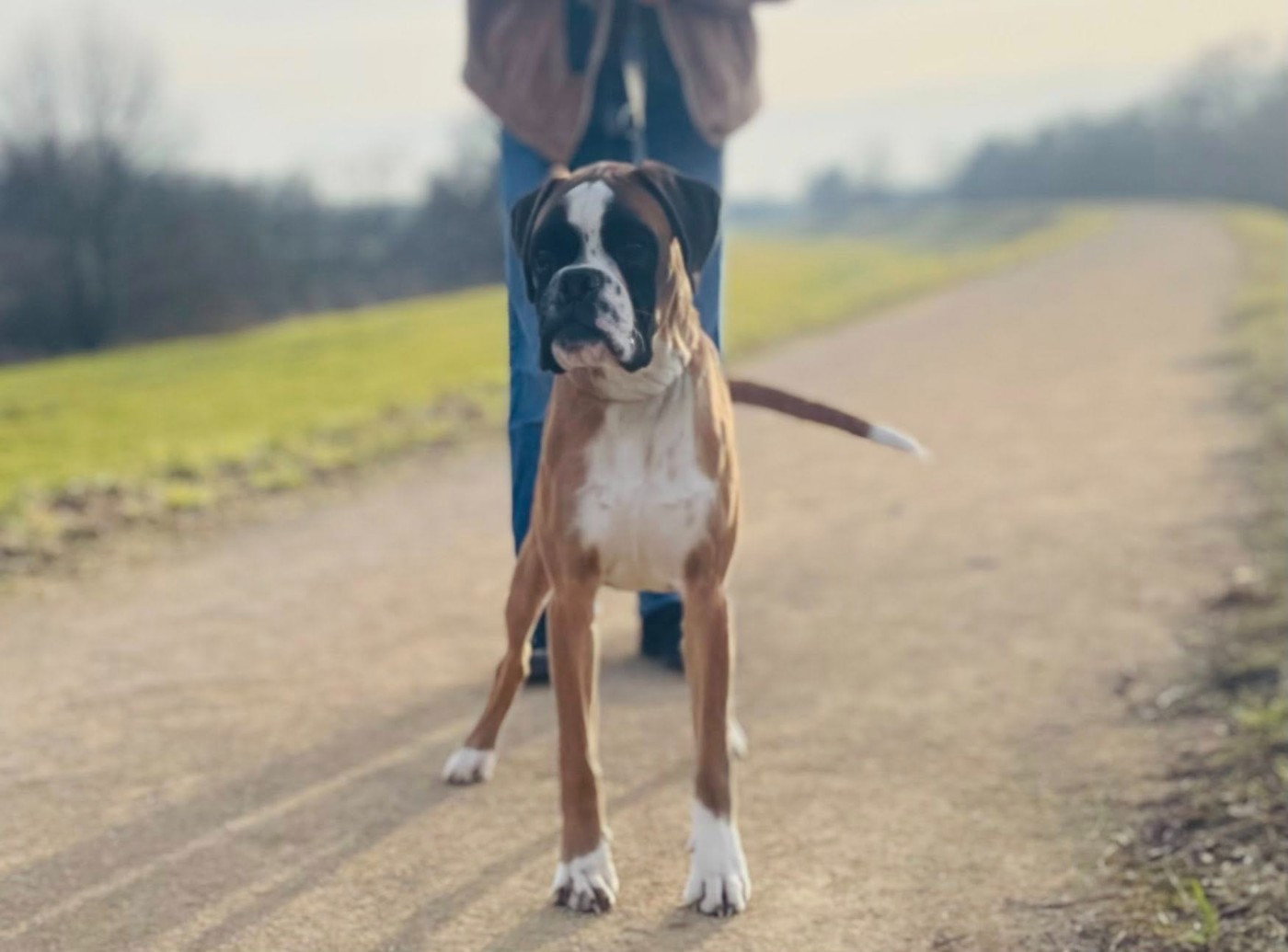 Amédée Du Jardin De Gladys