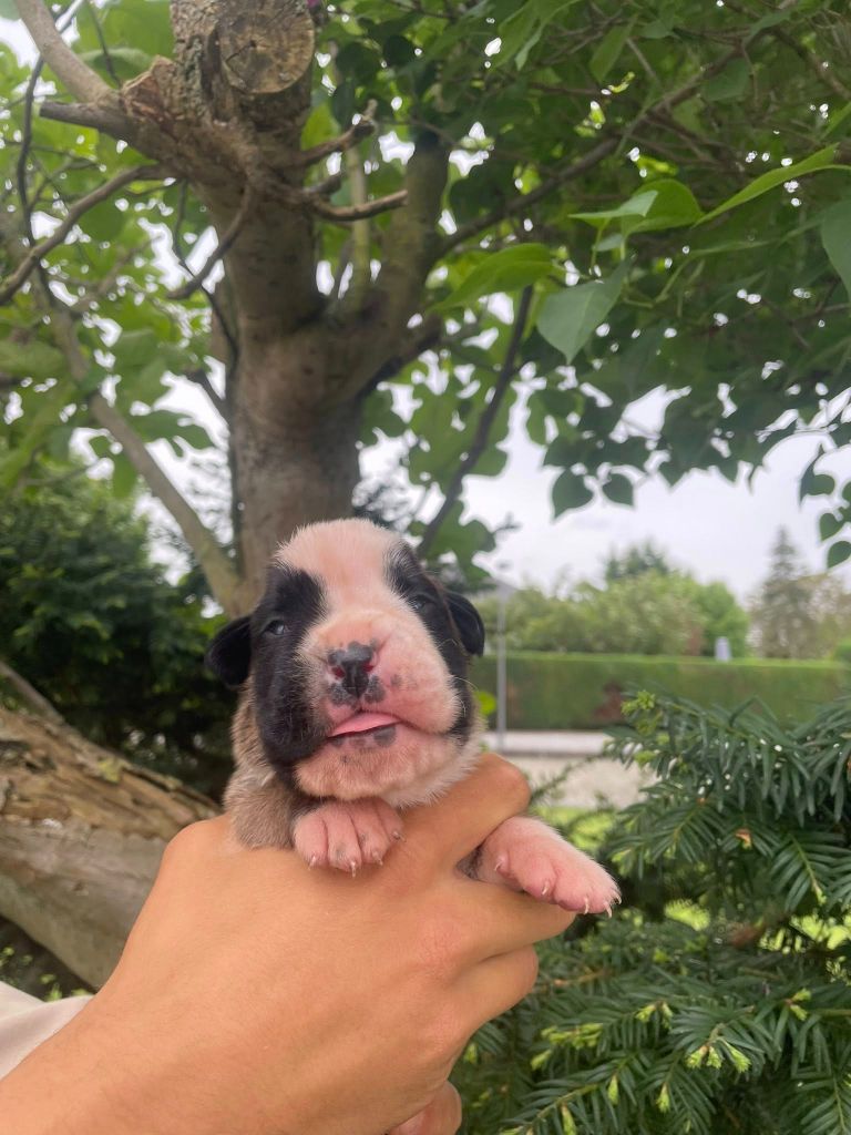 Du Jardin De Gladys - Chiots disponibles - Boxer