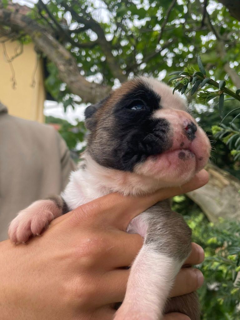 Du Jardin De Gladys - Chiots disponibles - Boxer