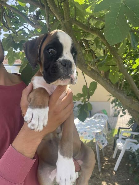 Du Jardin De Gladys - Chiots disponibles - Boxer