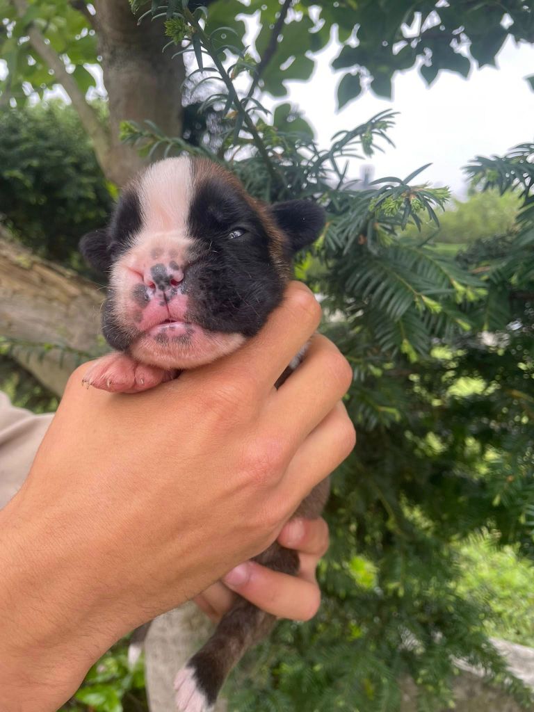 Du Jardin De Gladys - Chiots disponibles - Boxer