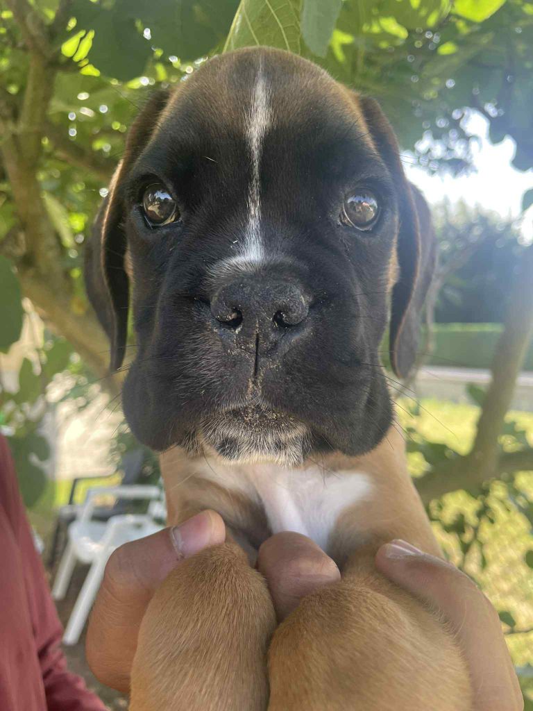 Du Jardin De Gladys - Boxer - Portée née le 24/04/2025